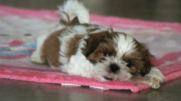 8 Small Dog Breeds That Vets Say Should Never Be Kept With Families