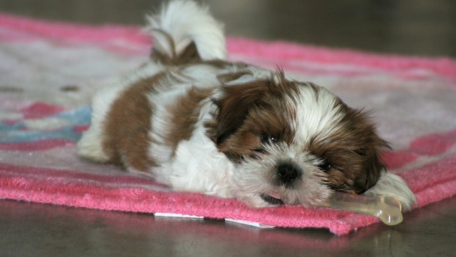 8 Small Dog Breeds That Vets Say Should Never Be Kept With Families