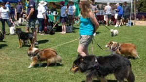 A Daily Walk Does More Than Just Exercise Your Dog – It Boosts Their Mood