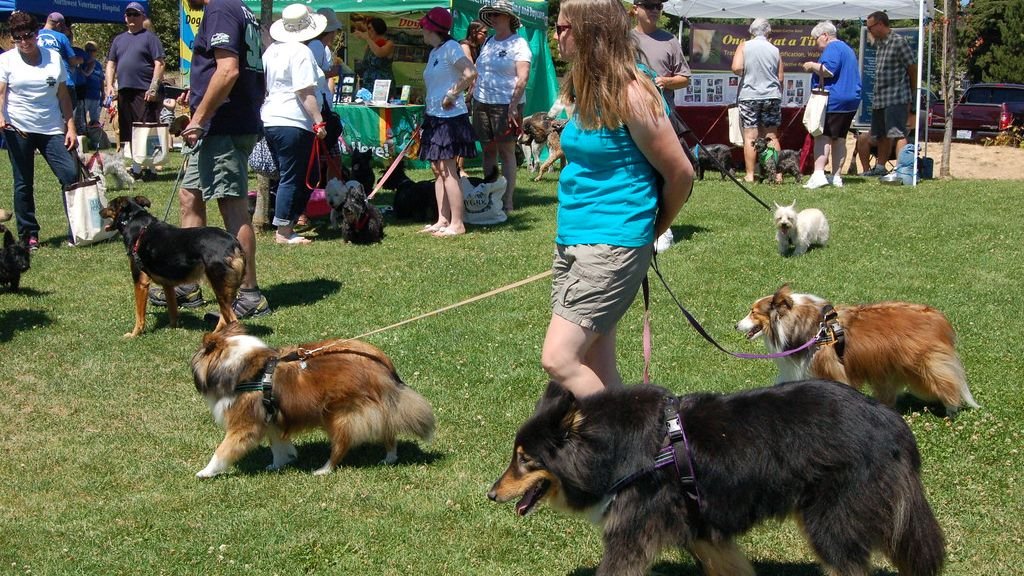 A Daily Walk Does More Than Just Exercise Your Dog – It Boosts Their Mood
