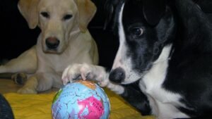 Senior Dogs Still Need Playtime – Here's Why It's Crucial for Their Well-Being