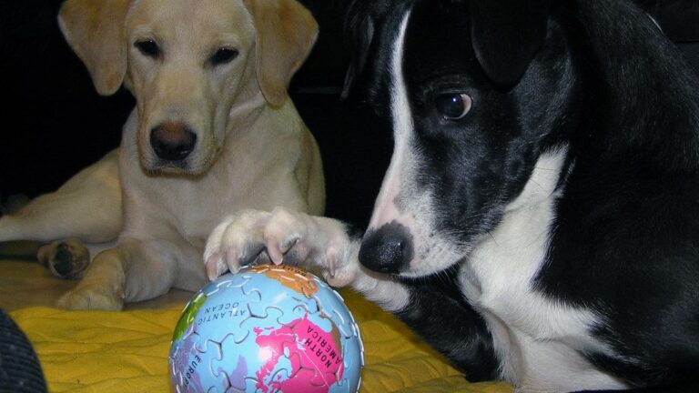 Senior Dogs Still Need Playtime – Here's Why It's Crucial for Their Well-Being