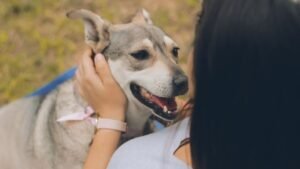 How Can I Tell If My Dog Is Truly Happy and Content in Our Home?