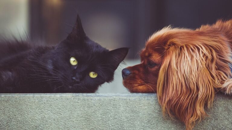 What's the Best Way to Introduce a New Pet to My Loyal Canine Companion?
