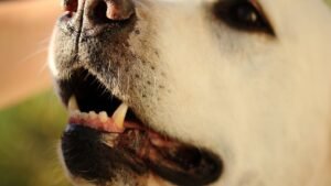 Silent Pit Bull from Dog-Fighting Ring Finds His Voice in Foster Dad's Love