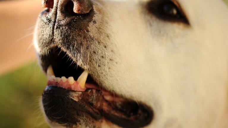 Silent Pit Bull from Dog-Fighting Ring Finds His Voice in Foster Dad's Love