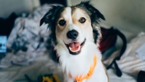 8 Faithful Dog Breeds That Make The Best Devoted Sidekicks