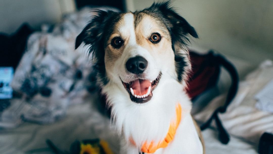 8 Faithful Dog Breeds That Make The Best Devoted Sidekicks