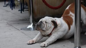 10 Quiet Dog Breeds That Won't Drive Your Neighbors Batty With Barking