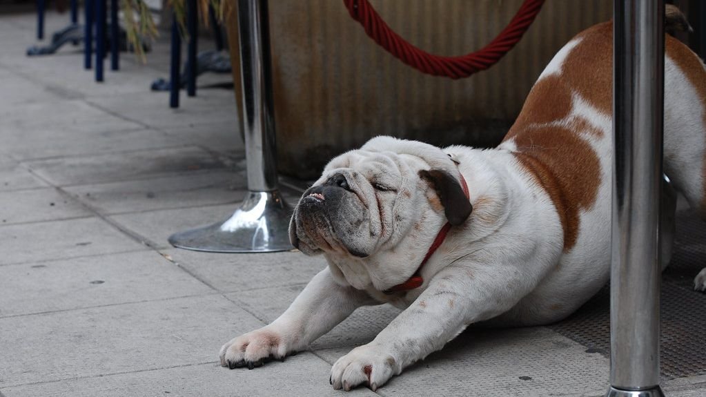 10 Quiet Dog Breeds That Won’t Drive Your Neighbors Batty With Barking