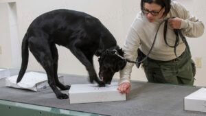 8 Dog Breeds Known for Their Incredible Scent Tracking Abilities