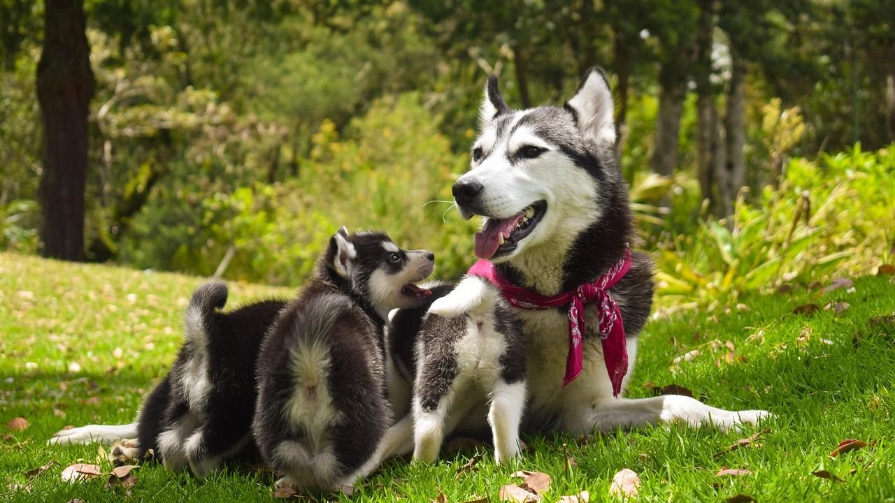 10 Quiet Signals Your Dog Is Deeply Content With Their Life