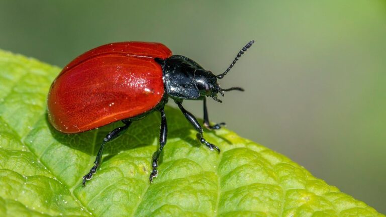 Why DIY Pest Control Sometimes Makes Infestations Worse