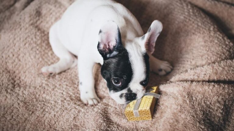 10 Behaviors Dogs Develop When They Feel Chosen by One Person