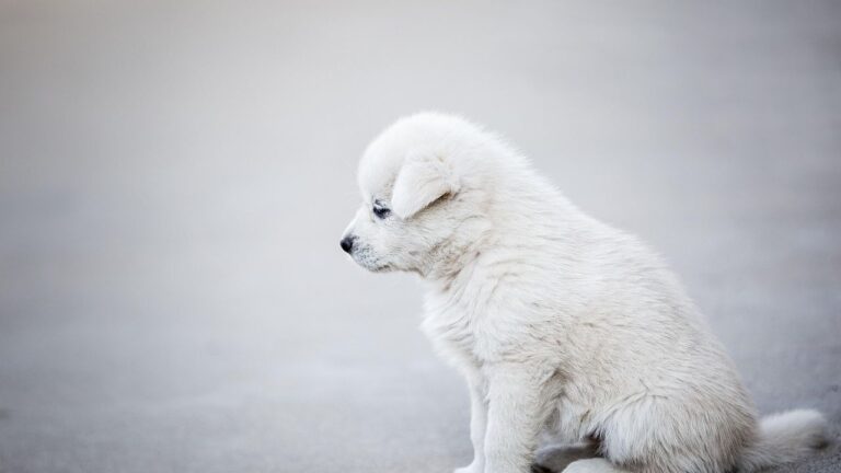 8 Signs Your Lifestyle Is the Real Problem - Not Your Dog