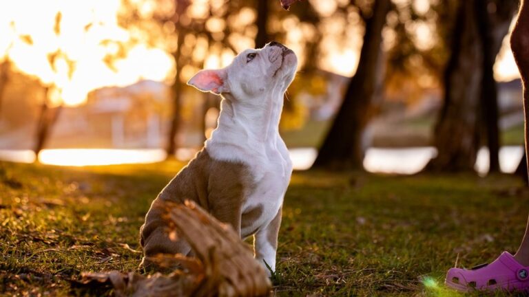 7 Common Words Dogs Don't Want to Hear, According to Experts