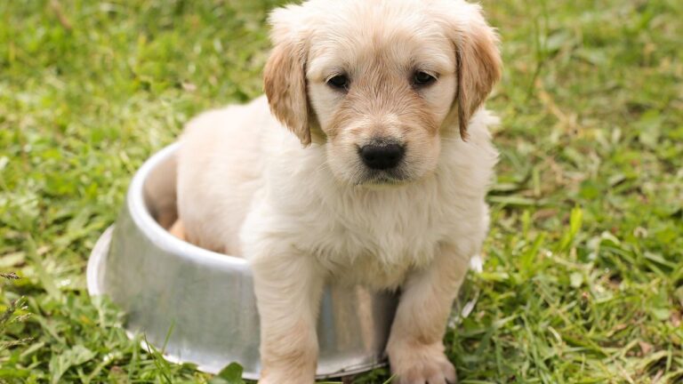 When Can You Give Solid Food To Newborn Puppies