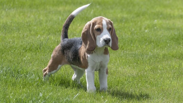 8 Ways Over-Attachment Can Damage a Dog's Confidence