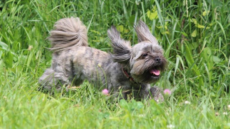 The Way Your Dog Greets You Reveals Their True Feelings About Your Day