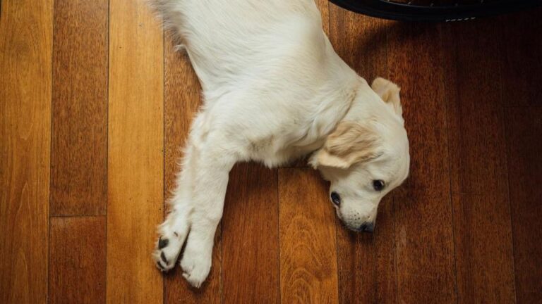 9 Common Things That Frighten Dogs