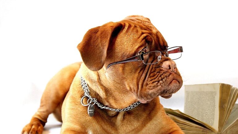 Do Dogs Have a Sixth Sense and Do They Know When Something Bad Is About to Happen?