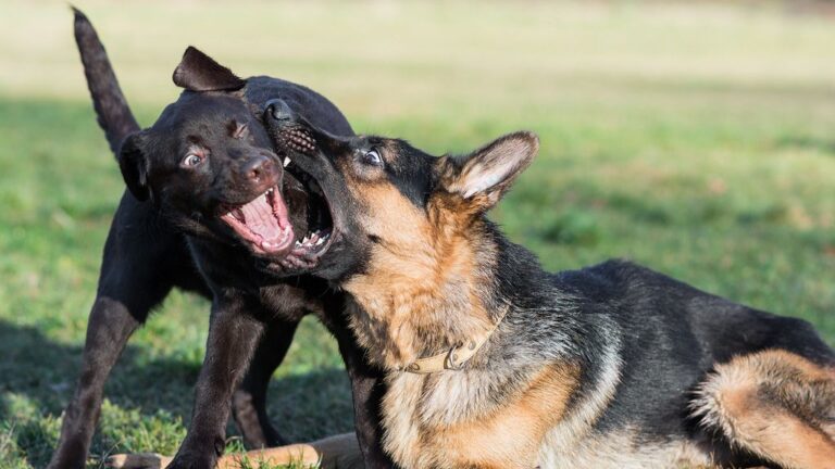 6 Dangerous Dog Breeds Prone to Aggressive Playing