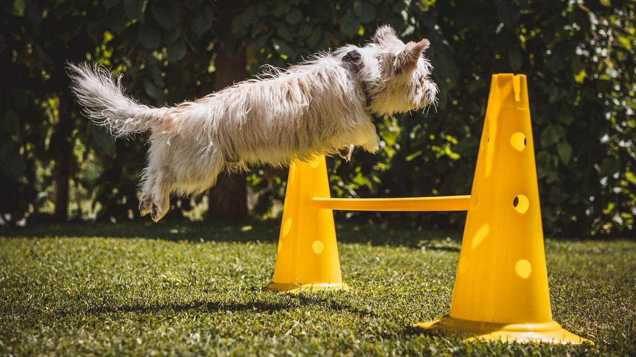 5 Simple Games That Will Boost Your Dog's Brainpower and Happiness