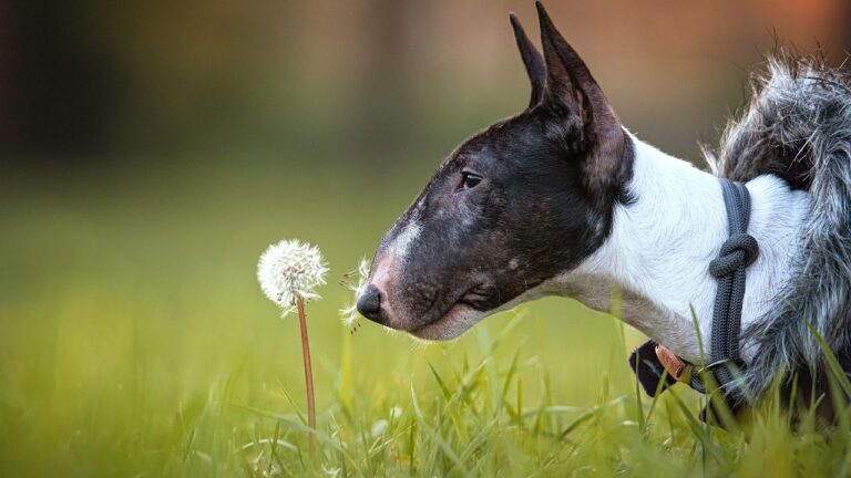9 Dog Breeds That Can Escalate From Playful to Aggressive Quickly