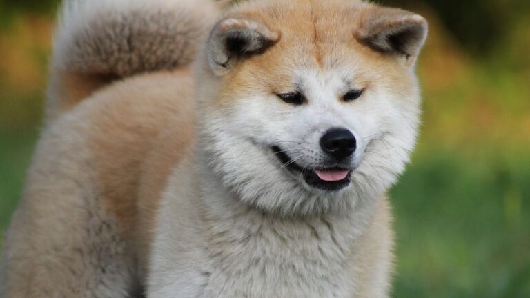 10 Dog Breeds With the Lowest Tolerance for Mistakes