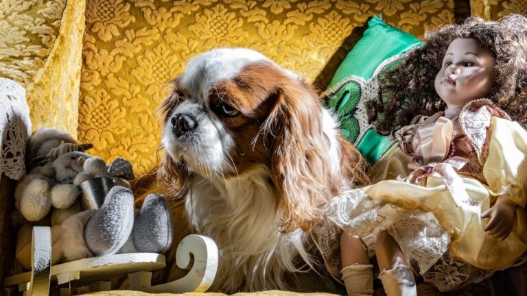 6 Common Household Hazards That Could Be Harming Your Beloved Dog