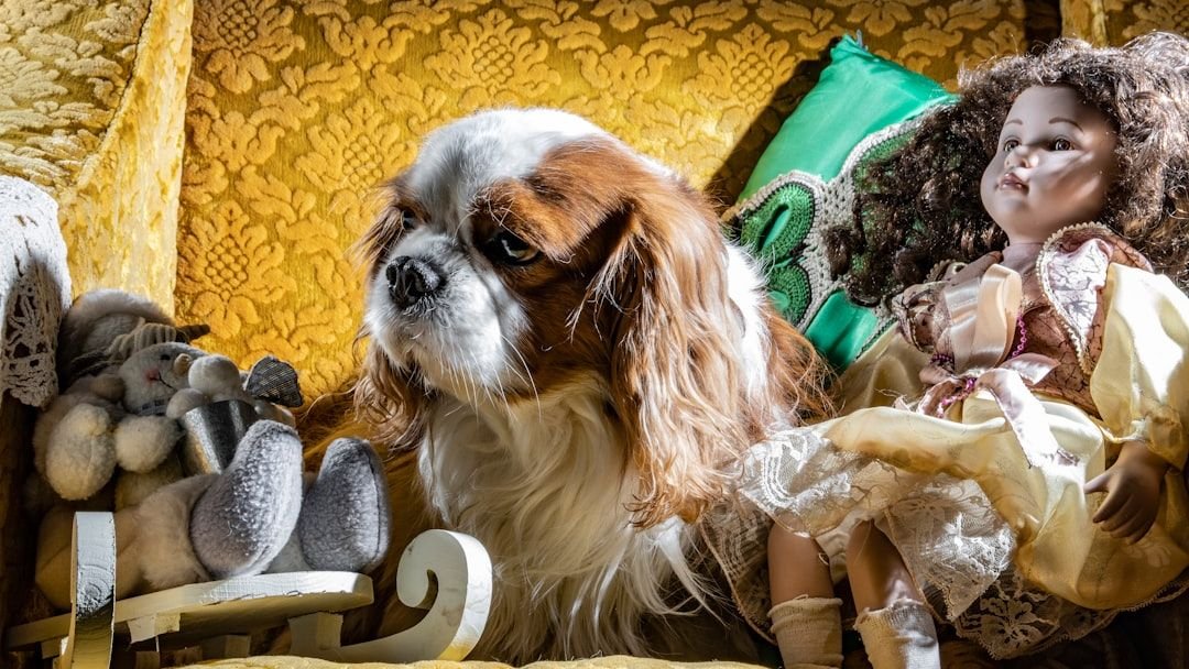 6 Common Household Hazards That Could Be Harming Your Beloved Dog