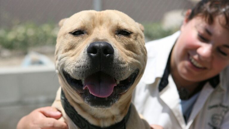 Why The Pit Bull is Often Misunderstood as The Most Feared Dog in The US