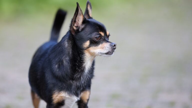 Why A Chihuahua Is Often Misunderstood As A Cantankerous Dog