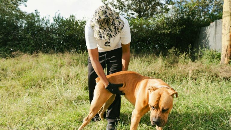 7 Things Your Dog Secretly Wishes You'd Do More Often