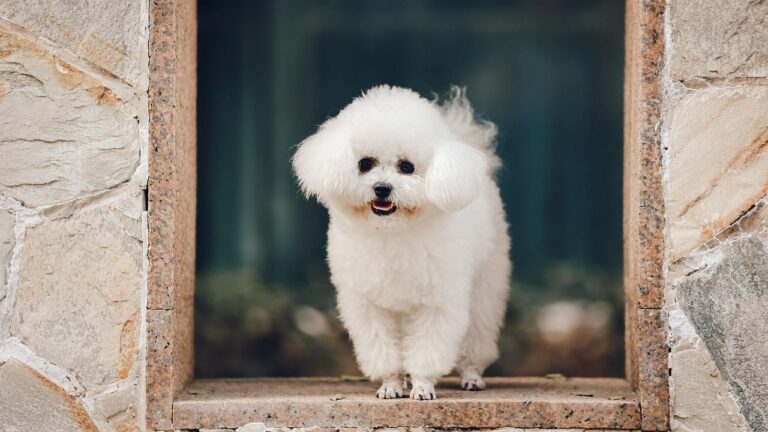 Why The Bichon Frise Is The Worst Dog If You Want Low Maintenance