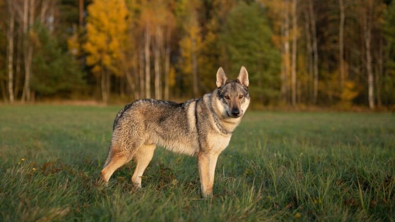 10 Dog Breeds With the Worst Temperament