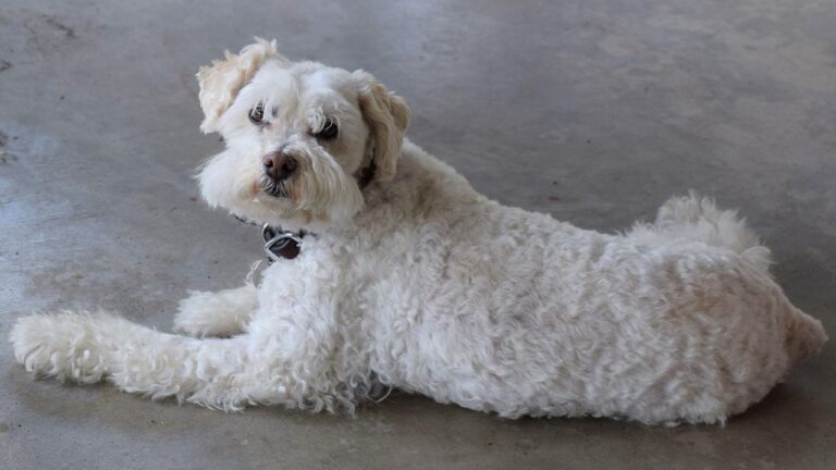 10 Lovable Dog Breeds That Bond With the Entire Family