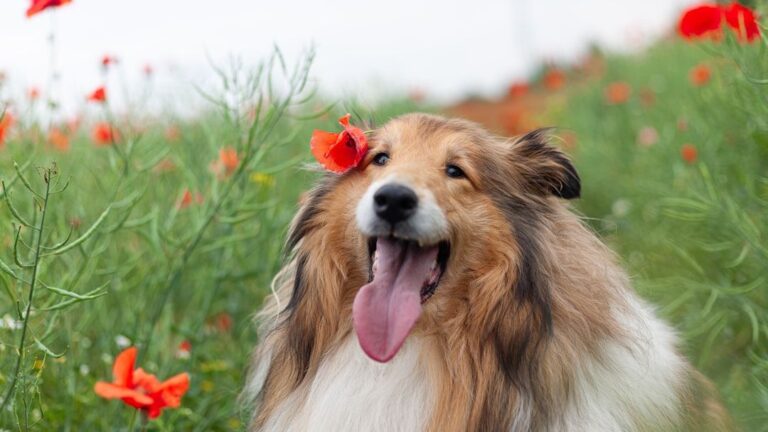 10 Dog Breeds That Will Bond With You Heart and Soul