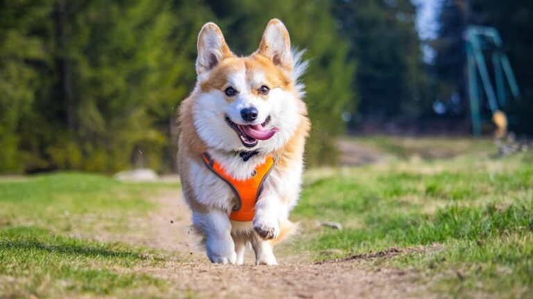 15 Dog Breeds That Will Constantly Shower You With Affection