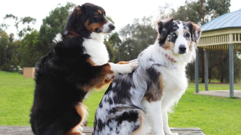 7 Ways to Keep Your Senior Dog Active and Engaged