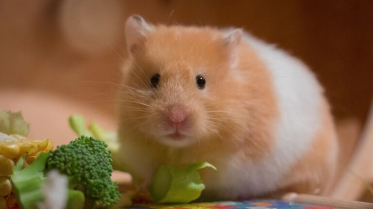 5 Common Mistakes New Hamster Owners Make That Can Harm Their Pet
