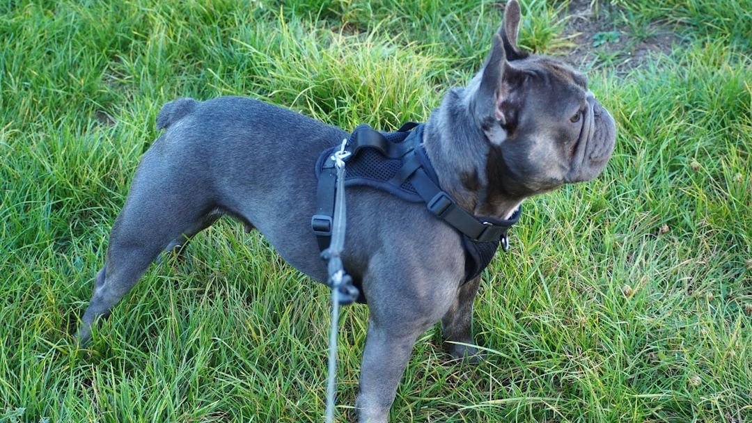 Unpacking the Myth: Are Some Dog Breeds Truly 'Untrainable'?