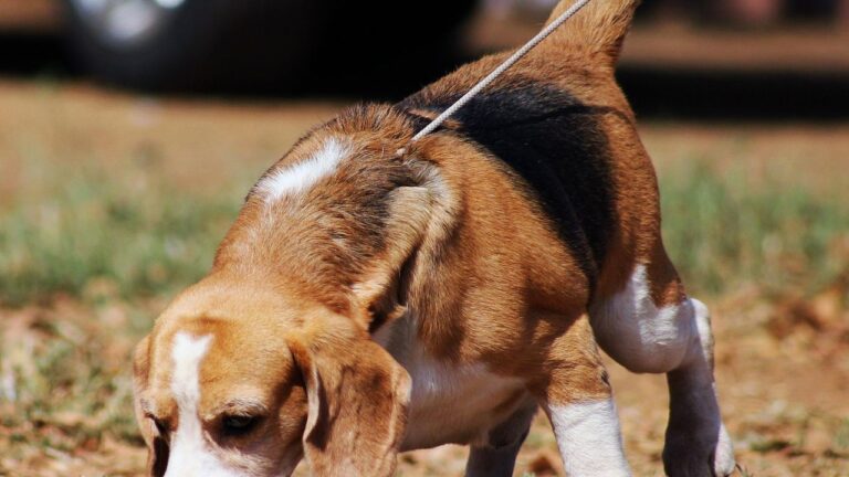 5 Dog Breeds With Super Senses Backed by Science