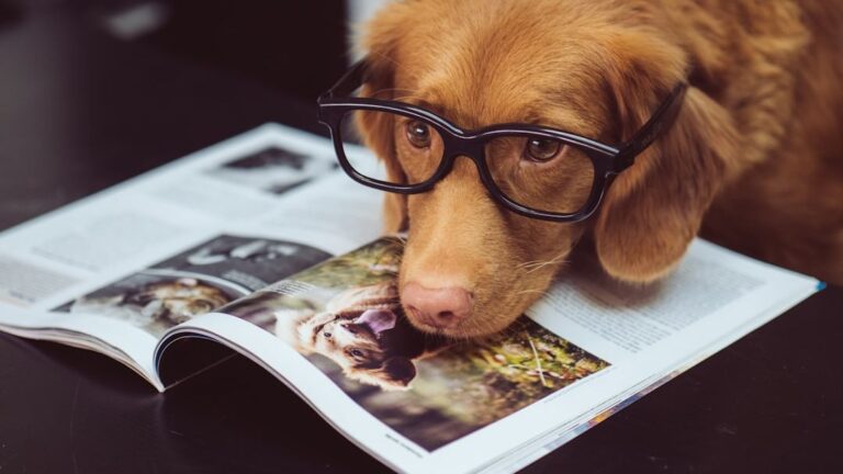 7 Scientific Reasons Dogs Understand Us Better Than Any Other Animal