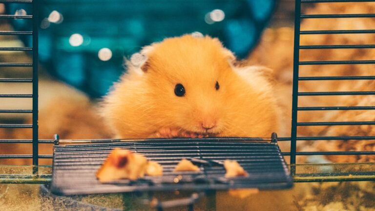 The Best Hamster Cage Setup for a Happy and Thriving Pet