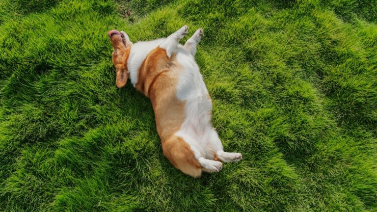 Your Dog's Snooze Position Reveals Their Inner Personality – Find Out What It Means!