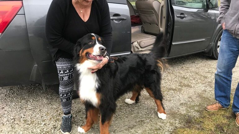 5 Giant Dog Breeds Perfect for Families - Number 2 is the Ultimate Cuddle Buddy!