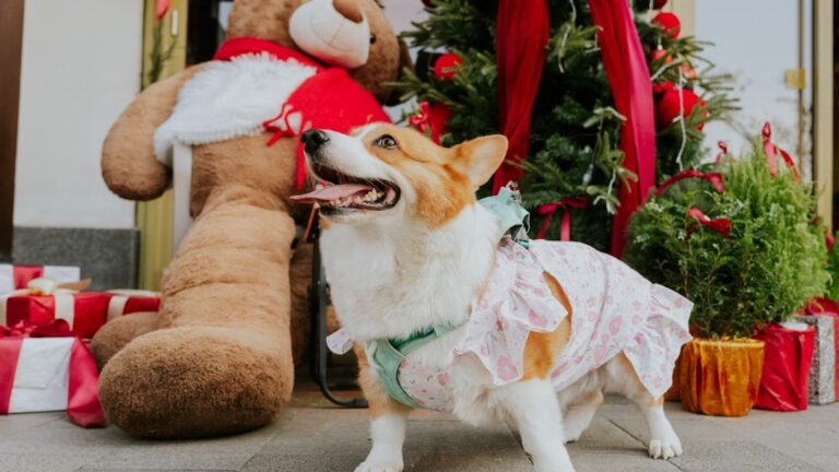 8 Sweet Habits That Show Your Dog Sees You as Family