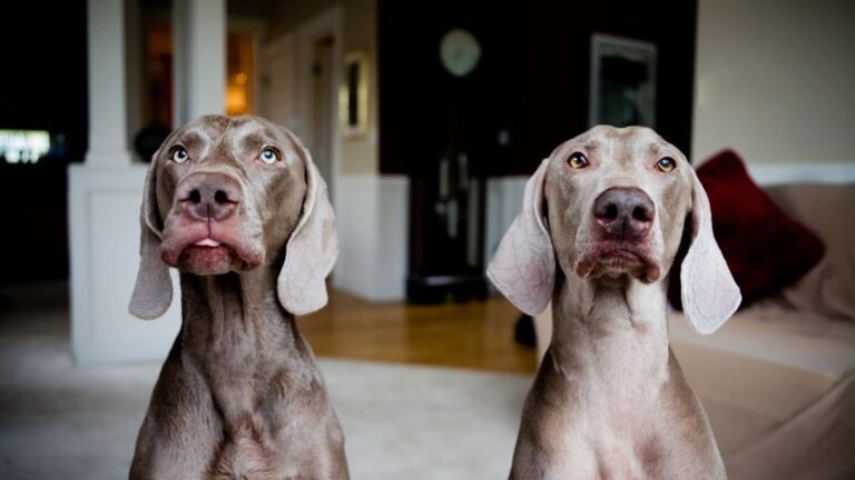 12 Best Dog Breeds for Zodiac Sign Aries: Energetic Companions for a Fiery Owner