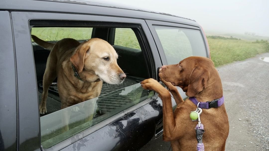 5 Simple Ways to Help Your Dog Overcome Separation Anxiety and Feel Safer